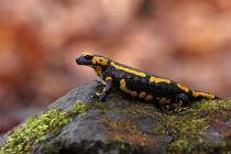 Feuersalamander