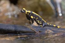 Feuersalamander