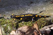 Feuersalamander