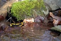 Feuersalamander