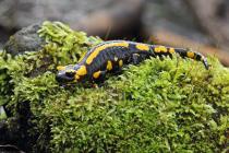 Feuersalamander