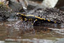 Feuersalamander