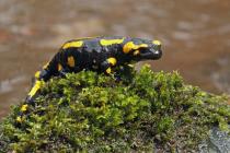Feuersalamander