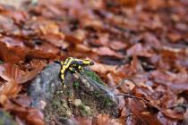 Feuersalamander