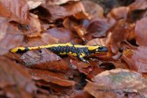 Feuersalamander