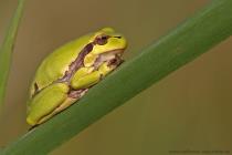 Laubfrosch