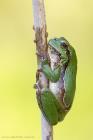 Laubfrosch