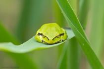 Laubfrosch