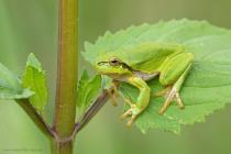 Laubfrosch