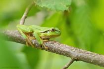 Laubfrosch