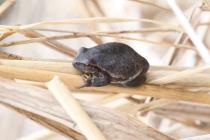 Laubfrosch