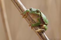 Laubfrosch