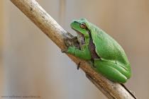 Laubfrosch