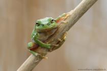 Laubfrosch