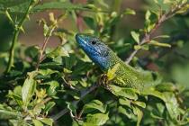 Oestliche_Smaragdeidechse