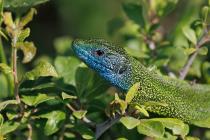 Oestliche_Smaragdeidechse