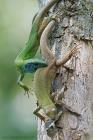 Oestliche_Smaragdeidechse