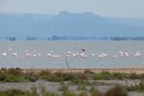 Camargue
