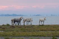 Camargue