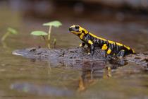 Feuersalamander (Salamandra salamandra) / f7.1 / 1/400 sek / 400.0 mm / ISO 1000