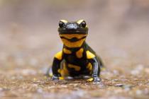 Feuersalamander (Salamandra salamandra) / f8.0 / 1/250 sek / 428.0 mm / ISO 8000