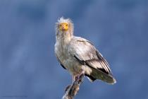 Schmutzgeier (Neophron percnopterus) / f8.0 / 1/200 sek / 600.0 mm / ISO 1600
