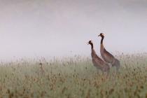 Kranich (Grus grus) / f7.1 / 1/640 sek / 600.0 mm / ISO 1600
