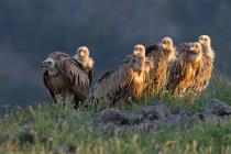 Gänsegeier (Gyps fulvus) / f8.0 / 1/640 sek / 600.0 mm / ISO 2000