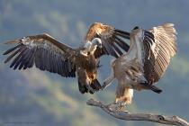 Gänsegeier (Gyps fulvus) / f7.1 / 1/640 sek / 600.0 mm / ISO 1250