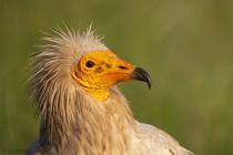 Schmutzgeier (Neophron percnopterus) / f8.0 / 1/640 sek / 600.0 mm / ISO 200
