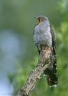 Kuckuck (Cuculus canorus) / f6.3 / 1/400 sek / 840.0 mm / ISO 2500