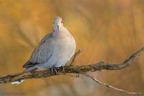 Türkentaube (Streptopelia decaocto) / f6.3 / 1/500 sek / 600.0 mm / ISO 250
