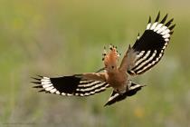 Wiedehopf (Upupa epops) / f5.6 / 1/1250 sek / 600.0 mm / ISO 500