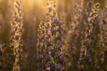 Natternkopf (Echium vulgare) / f8.0 / 1/400 sek / 100.0 mm / ISO 200