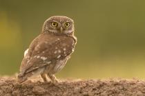 Steinkauz (Athene noctua) / f5.6 / 1/1000 sek / 600.0 mm / ISO 4000