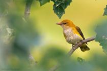 Pirol (Oriolus oriolus) / f5.6 / 1/1000 sek / 600.0 mm / ISO 1250