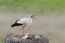 Weißstorch (Ciconia ciconia) / f7.1 / 1/1000 sek / 840.0 mm / ISO 2000