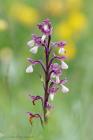 Kleines Knabenkraut  (Anacamptis morio) / f14.0 / 1/320 sek / 451.0 mm / ISO 3200