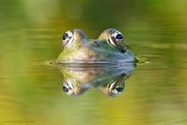 Teichfrosch (Pelophylax esculentus) / f13.0 / 1/400 sek / 500.0 mm / ISO 2000