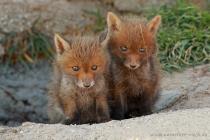 Fuchs