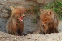 Fuchs