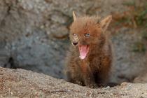 Fuchs