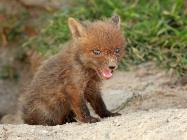 Fuchs
