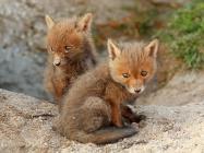 Fuchs