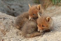 Fuchs