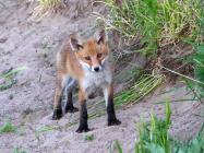 Fuchs