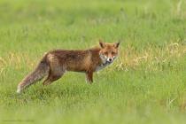 Fuchs
