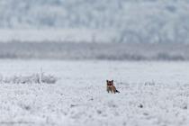 Fuchs