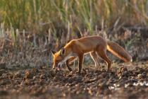 Fuchs