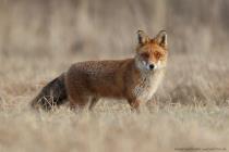 Fuchs